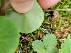 Soldanella montana