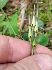 Soldanella montana