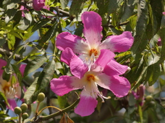 Ceiba