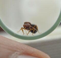 Pheidole crassicornis