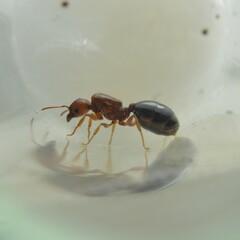 Pheidole crassicornis