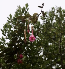 Passiflora cuatrecasasii