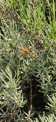 Sympetrum meridionale