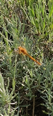 Sympetrum meridionale