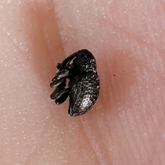 Chalcodermus aeneus