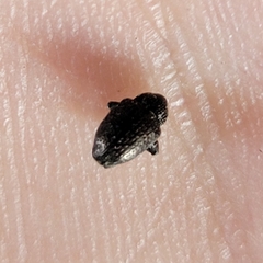 Chalcodermus aeneus