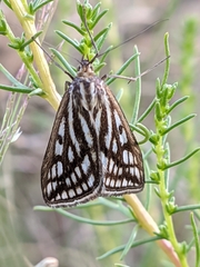 Loxostege tesselalis