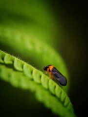 Phymatostetha deschampsi