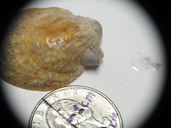 Amphibalanus venustus