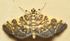 Apogeshna stenialis