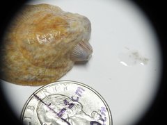 Amphibalanus venustus