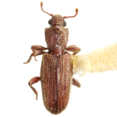 Bothrideres geminatus