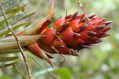 Tillandsia turneri