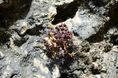 Chaenorhinum origanifolium