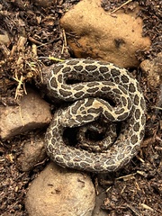 Crotalus polystictus