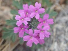 Glandularia chiricahensis