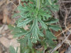 Glandularia chiricahensis