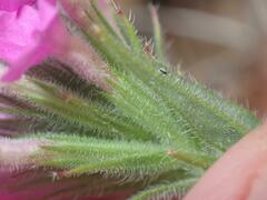 Glandularia chiricahensis