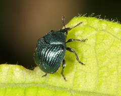 Pterocolus ovatus