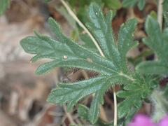 Glandularia chiricahensis