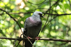 Columba livia domestica