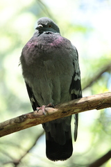 Columba livia domestica