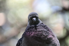 Columba livia domestica