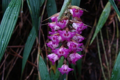 Elleanthus maculatus