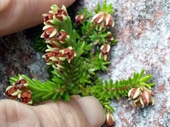 Erica depressa