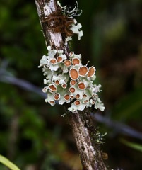 Lobariella