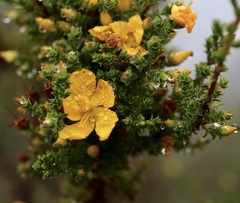 Hypericum laricifolium