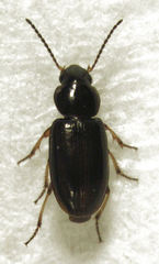 Haplanister crypticus