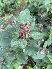 Arctium lappa