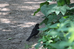 Turdus merula