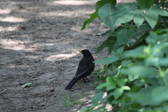 Turdus merula