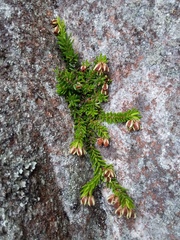 Erica depressa