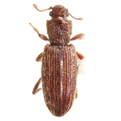 Bothrideres cryptus