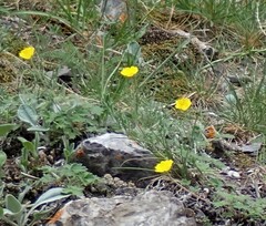 Potentilla nivea