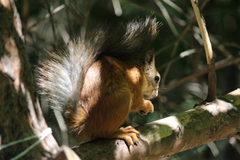 Sciurus vulgaris