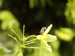 Lasioglossum
