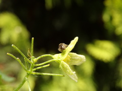 Lasioglossum