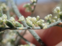 Eriogonum plumatella