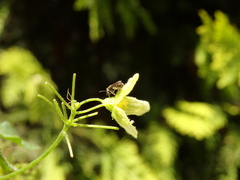 Lasioglossum