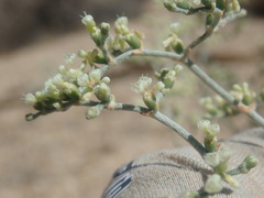 Eriogonum plumatella