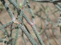 Eriogonum plumatella