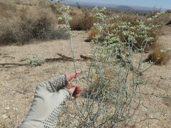Eriogonum plumatella