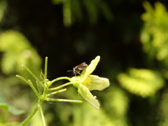 Lasioglossum