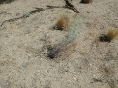 Eriogonum plumatella