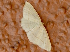 Protitame cervula