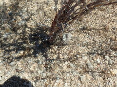 Eriogonum plumatella